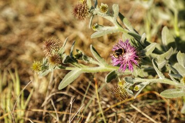 Primer plano de abeja recogiendo polen en una flor