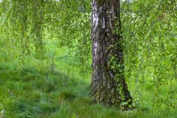 birch tree - close up - springtime