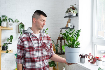 Unpretentious and popular Zamiokulkas in hands of a man in interior of a green house with shelving collections of domestic plants. Home crop production, plant breeder admiring aroid plant