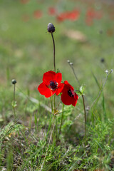 red poppy in the field