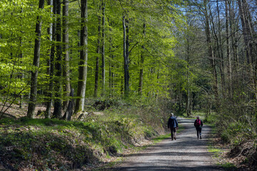 Back view of a couple walking on a forest path in spring.