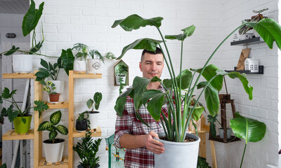 Man plant breeder hold in hand home plants Strelitzia in pot from her collection at home on the shelves. Search for pests, care, watering, fertilizers. Home crop production