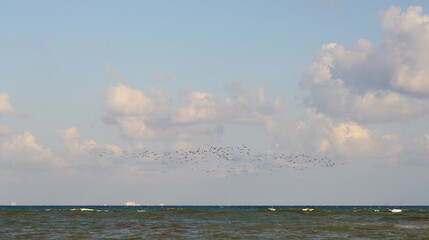 A flock of seagulls over the waves of the tropical sea in Mexico.