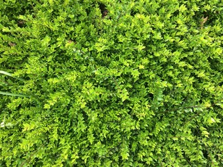 background of green leaves