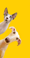 Pets frame. Dog and cat peeking over and looking at camera. Isolated on yellow background