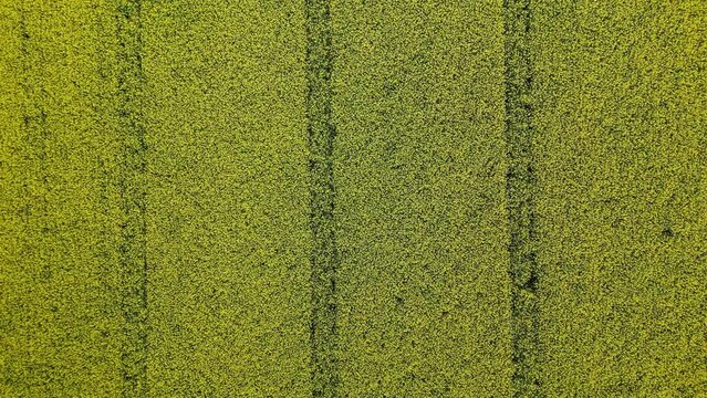 canola field from above