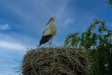 stork in the nest