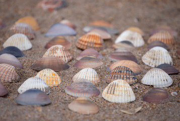 Collection of colourful seashells in the sand. Beach background with beautiful seashells. Flat lay pastel coloured seashells.