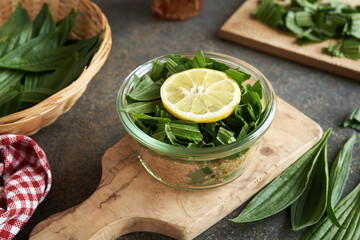 Glass jar filled with chopped ribwort plantain and sugar to prepare herbal syrup