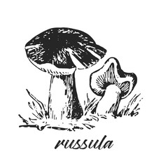 Hand drawn ink illustration of russula mushroom. Sketch outline vector.  - obrazy, fototapety, plakaty