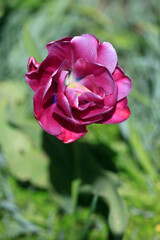 Colorful spring flowers on nature background