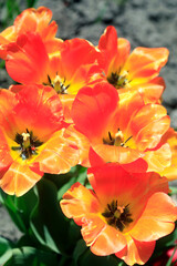 Colorful spring flowers on nature background