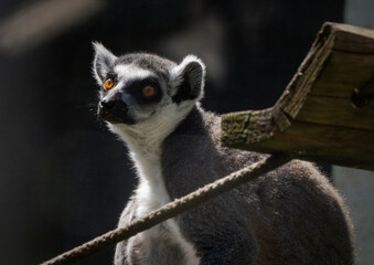 Sofia zoo photography August 2023