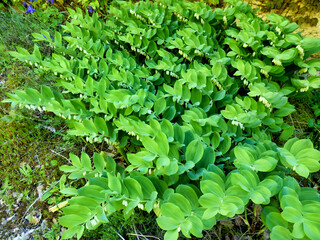 Flower bed full of Solomons Seal (Polygonatum multiflorum) also known as King Solomons-seal
