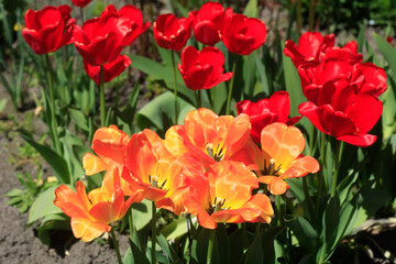 Colorful spring flowers on nature background