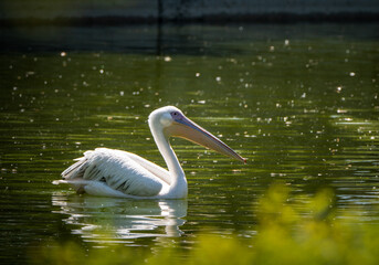 Sofia zoo photography August 2023