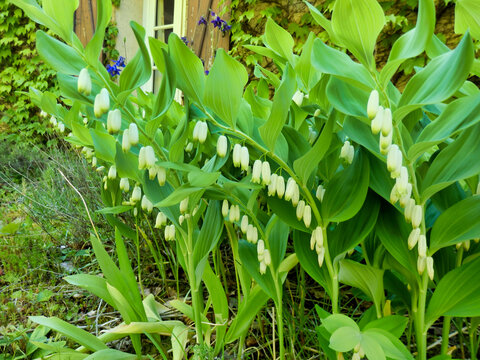 Flower bed full of Solomons Seal (Polygonatum multiflorum) also known as King Solomons-seal
