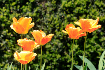Colorful spring flowers on nature background