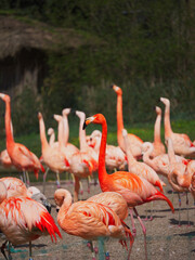 Lo zoo è un ottimo posto per vedere e sperimentare cose nuove.