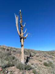 dead saguaro cactus blue sky arizona