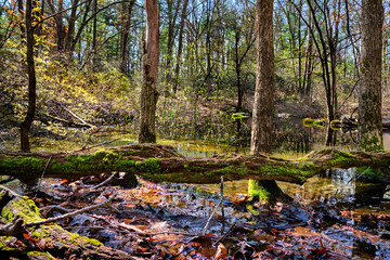 Vernal pool in the Needham Town Forest on a sunny Spring morning
