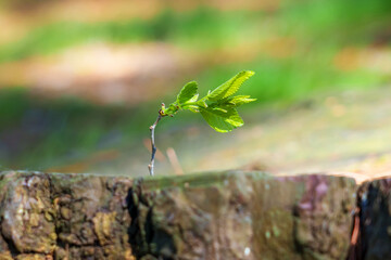 A sprout beginning a new life with green young leaf on a felled tree in the forest