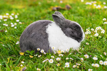 Sleeping lovely gray white rabbit on meadow with chamomile flowers