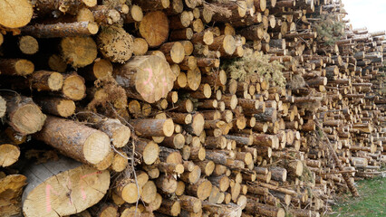 Troncos apilados en senda forestal