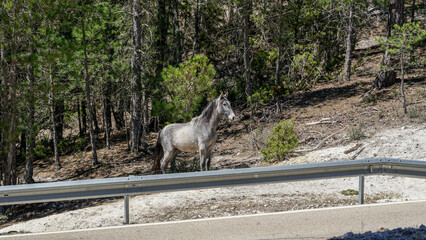 Caballos perdidos por la sierra junto a una carretera local