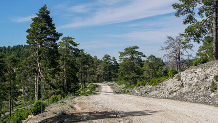 Pista forestal entre el bosque de pinos silvestres tipicos de la serranía de Cuenca