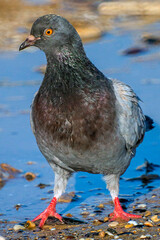 Pigeon close-up stands on wet sand against the background of water	
