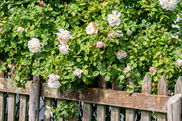 Blooming bush of white roses behind a wooden fence in a summer garden. Rural vintage landscape.