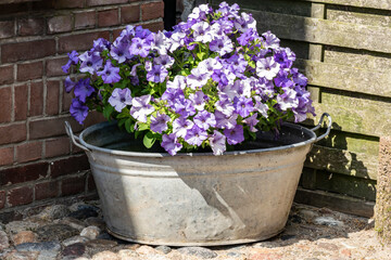 Fototapeta na wymiar Lilac petunias in a metal bowl in a country garden. Vintage composition with flowers, old brick wall, paving stones and wooden planks.
