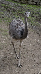 Struś, Struthio camelus, zamieszkujący sawanny, półpustynie i pustynie Afryki, Australii i Ameryki Południowej. jest jednym z największych ptaków - waga do 160 kg, wzrost do 245 cm. - obrazy, fototapety, plakaty
