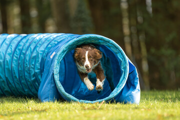Fast Australian Shepherd dog is running through an agility tunnel. Training for a sports competition