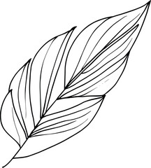 scientific botanical illustration, pencil botanical drawings, botanical leaf vector, botanical leaf line art, leaf line art, leaf drawings, sketch leaf drawing, art leaf design