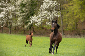 Pferde vor Kirschblüten