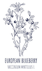 European blueberry bush or VACCINIUM MYRTILLUS L with ripe berries in vintage style. Illustration