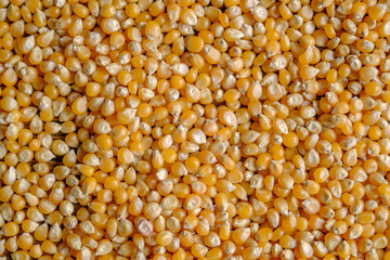 close up of dried corn