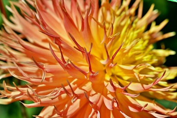 Makroaufnahme Blumenblüte