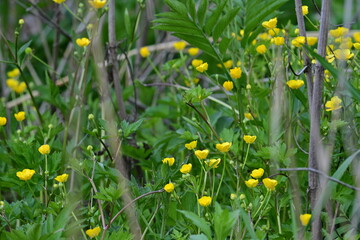 Yellow flowers in delta protected area during spring time