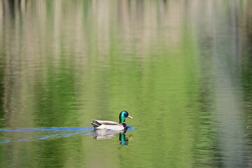 Green duck on water lake surface on spring time