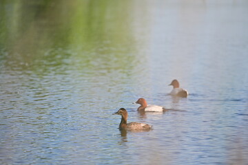 Brown duck on water delta lake surface during spring time