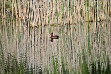 Brown duck on water delta lake surface during spring time