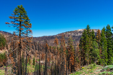 Burned forest seen in Lassen Volcanic National Park