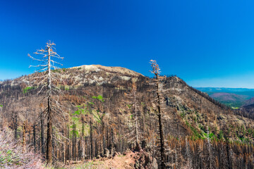Burned forest seen in Lassen Volcanic National Park