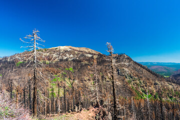 Fototapeta premium Burned forest seen in Lassen Volcanic National Park