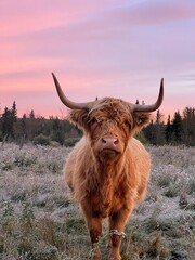 Sunset Highland Cow  - obrazy, fototapety, plakaty