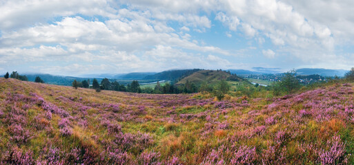 Fototapeta premium Summer misty morning country foothills view with heather flowers (Lviv Oblast, Ukraine).