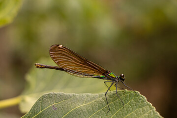 Fototapeta na wymiar Dragonfly is sitting on a leaf.